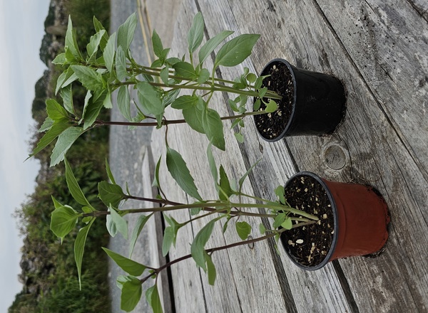 ( Potted x1) Basil - Thai - small (Own Grown)
