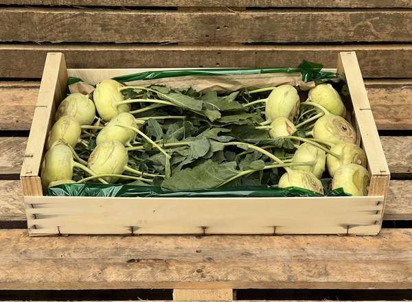 Organic Kohl Rabi Green 15 units