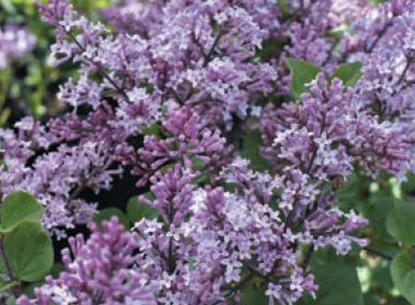 Lilac - Shrub forms (see description)