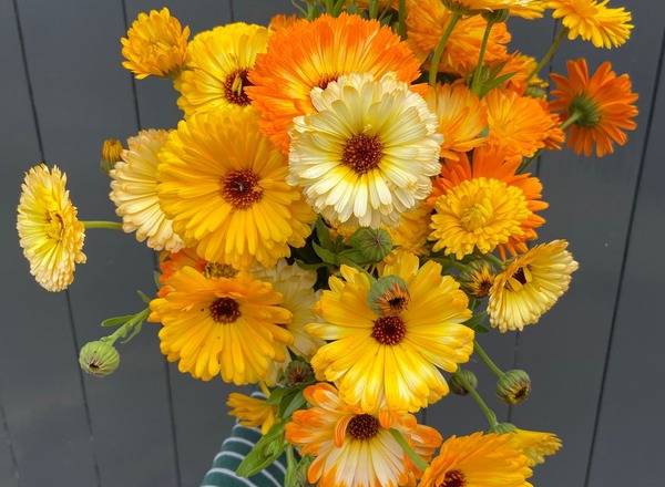 Calendula posy
