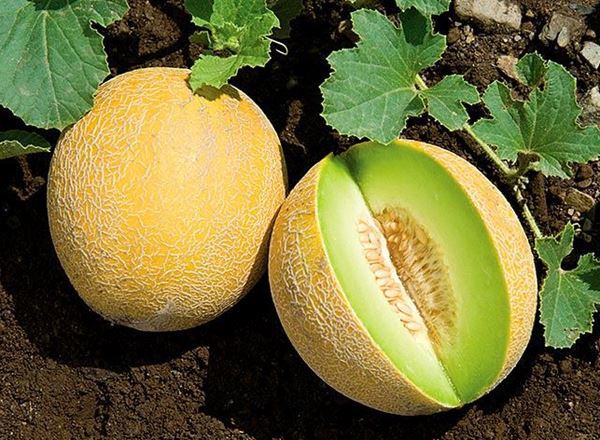 Melon Galia