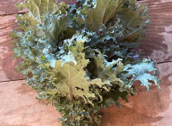 Kale - Red Russian