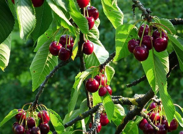 Regina Sweet Cherry Tree (Dwarf)