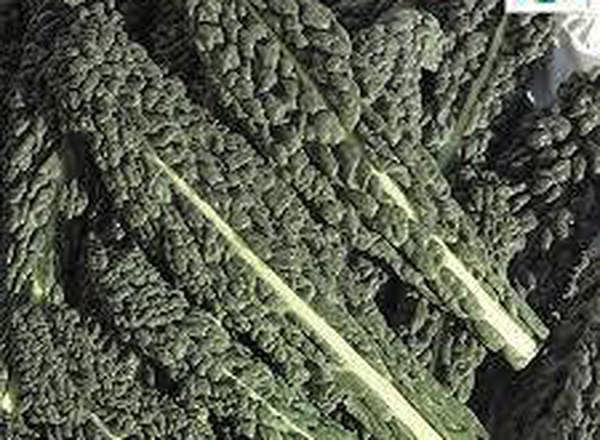 Kale - Organic Cavollo Nero