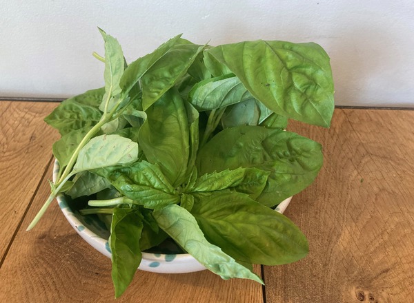 Basil