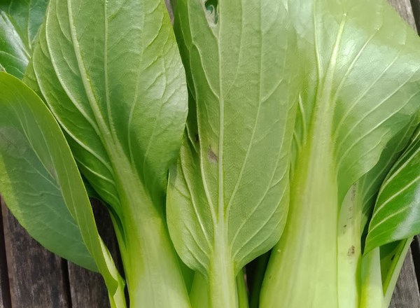 Pak choi, twin pack