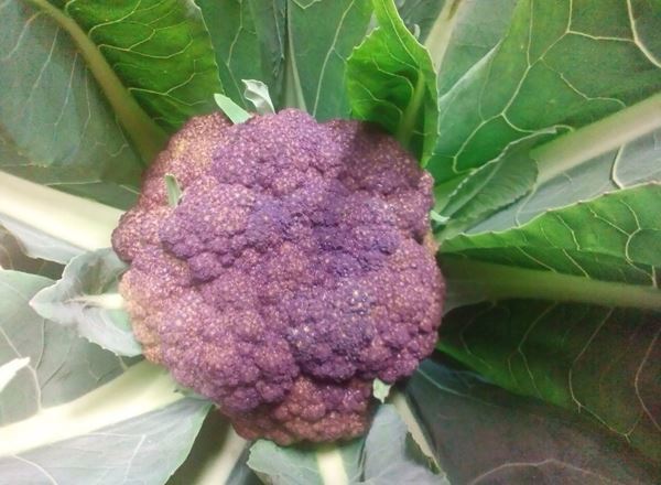 Cauliflower Purple/ Cape Broccoli