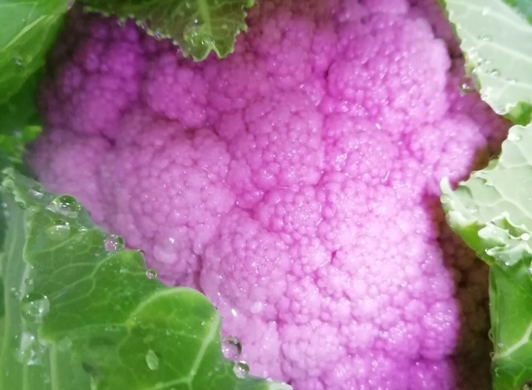 Cauliflower Purple