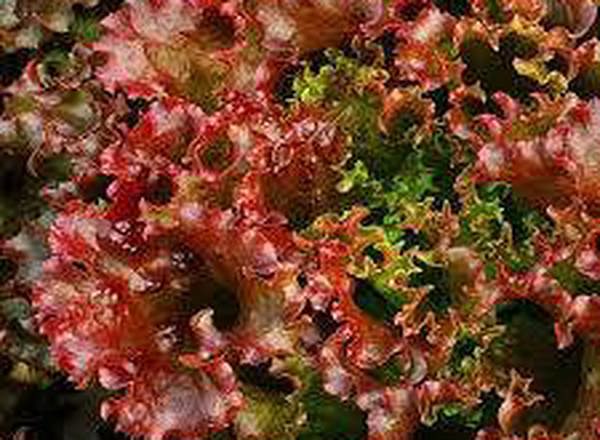 Lettuce - Red, British, organic