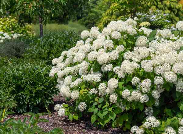 Hydrangea - Arborescens Incrediball