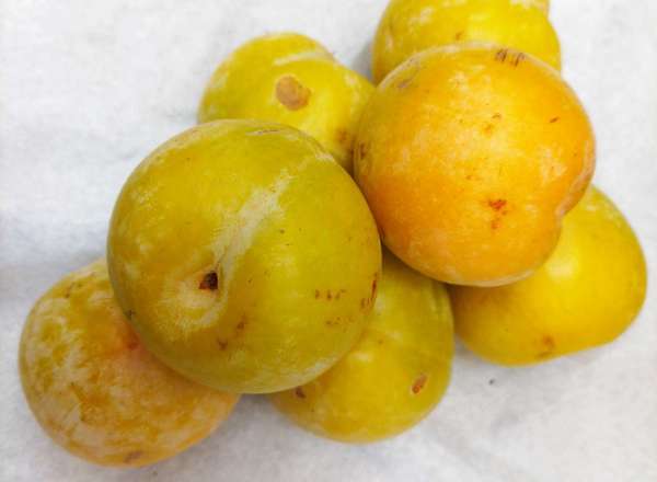 Plum Golden (500g)