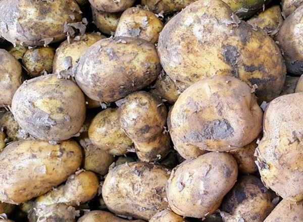 Potatoes New Seasons - Organic UK