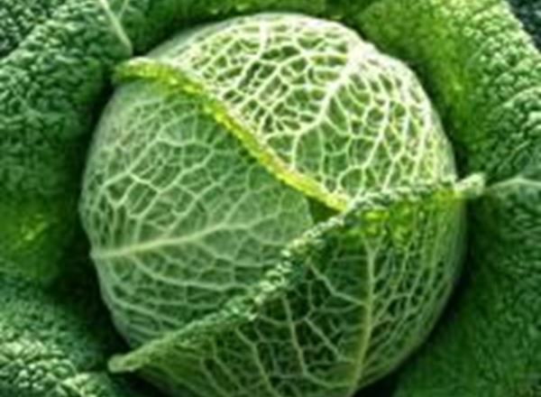 Cabbage - Savoy Organic