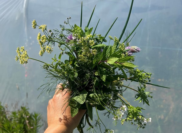 Mixed Herbs Bunch