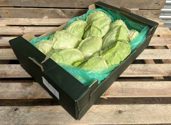 Organic Cabbage Pointed
