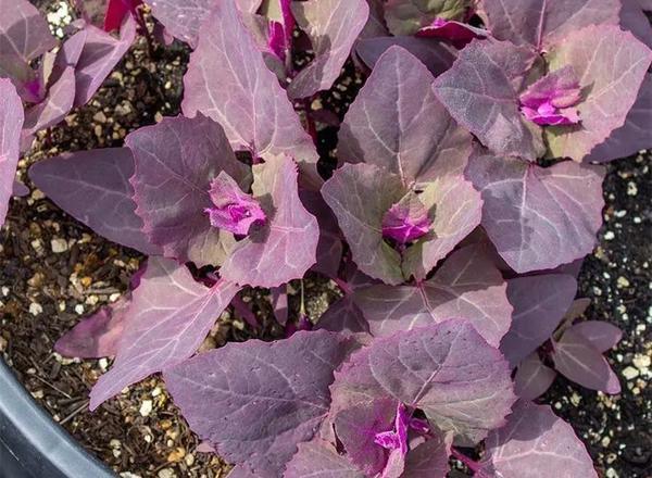 Orach Red Leaves LC