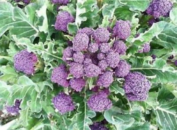 Broccoli - Purple Sprouting 250g