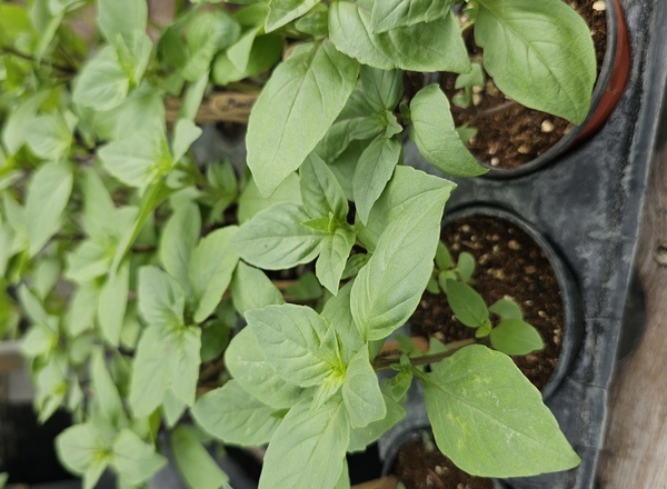 ( Potted x1) Basil - Cinnamon - small (Own Grown)