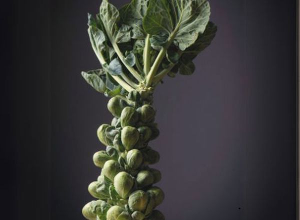 Brussel Sprouts Stalk