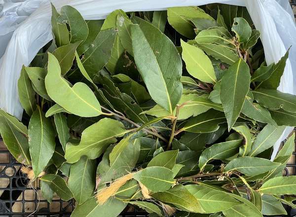 Fresh Bay Leaves (Bunch)