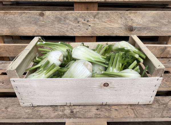 Fennel - British Organic