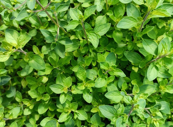 Oregano