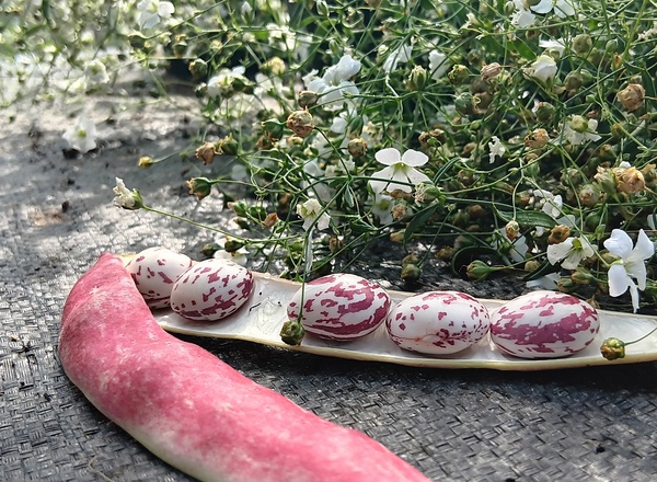 ( Potted x1) French Borlotti Bean - Small (Own Grown)