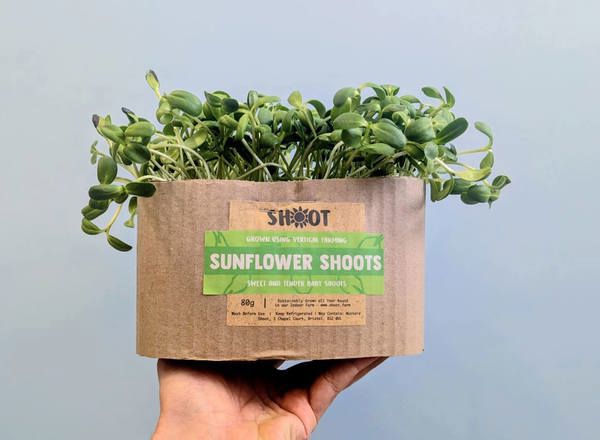 Sunflower Shoots (Shoot Urban Farm, Bristol)
