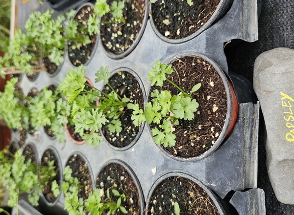 ( Potted x1) Parsley Moss Curled small (Own Grown)