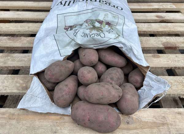 Potato: Alouette Red