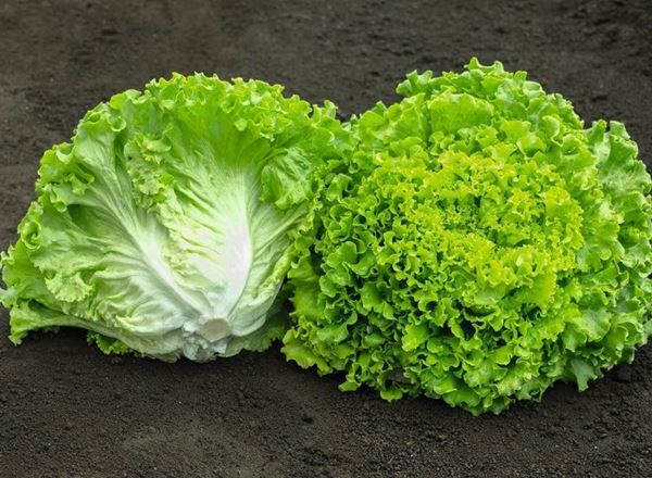 Lettuce Batavia - Green (France)