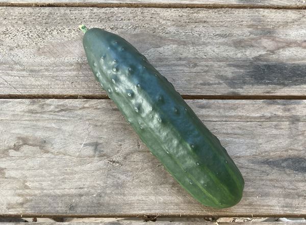 Ridge Cucumber