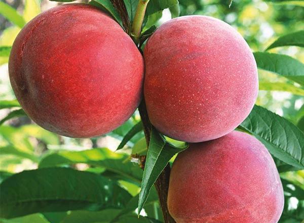 Flamin Fury Peach Tree