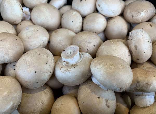 Mushrooms - Chestnut