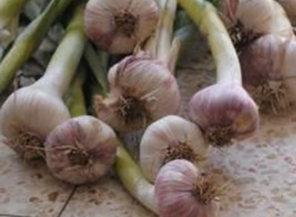 Garlic (Approx 100g) (Own Grown)