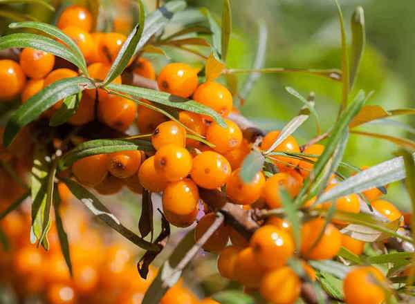 Sea Buckthorn Berries