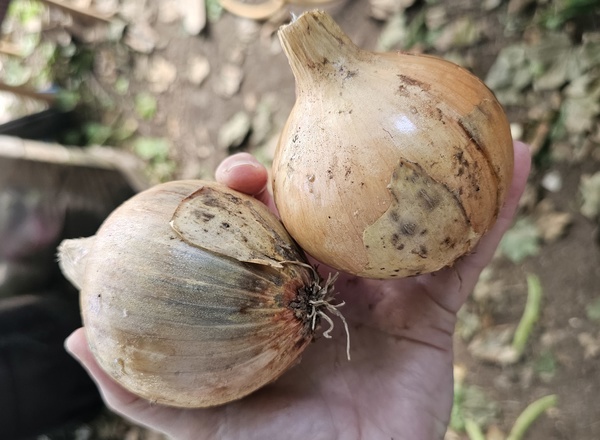 Onion White