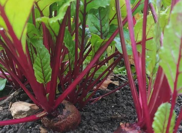 Small Beetroot