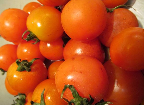 Honey Comb Cherry Tomato