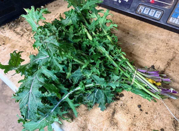 Organic Kale - mixed variety