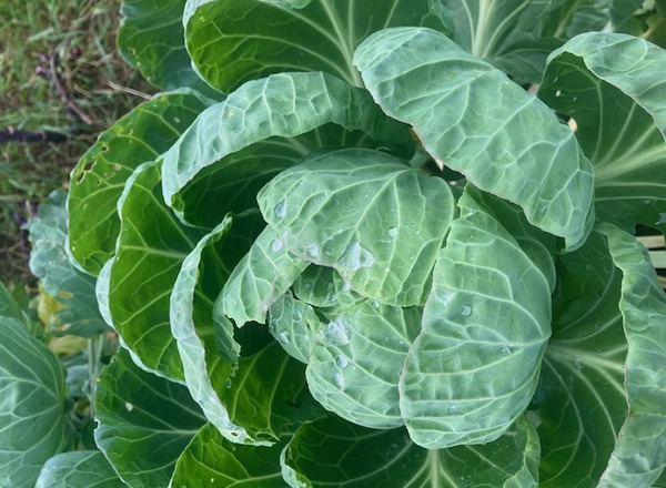 vBrussels Sprouts Tops