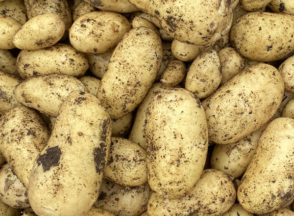 New Potatoes