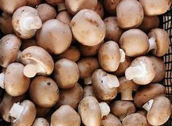 Chestnut Mushrooms