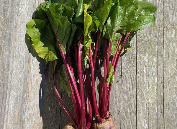 Beetroot: Red