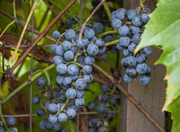 Riverbank Grape Vitis Riparia