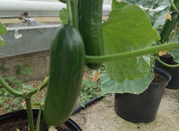 Cucumber- Mini