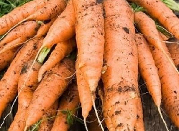 Carrots - Organic UK