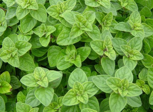 Oregano and Marjoram add on