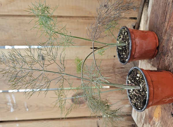 ( Potted - Smokey Fennel -small (Own Grown)