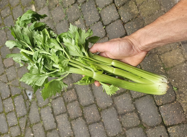 Celery bunch